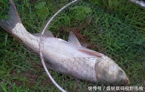 夏季如何垂钓白鲢鱼?掌握这几个要素,让你鱼获满满