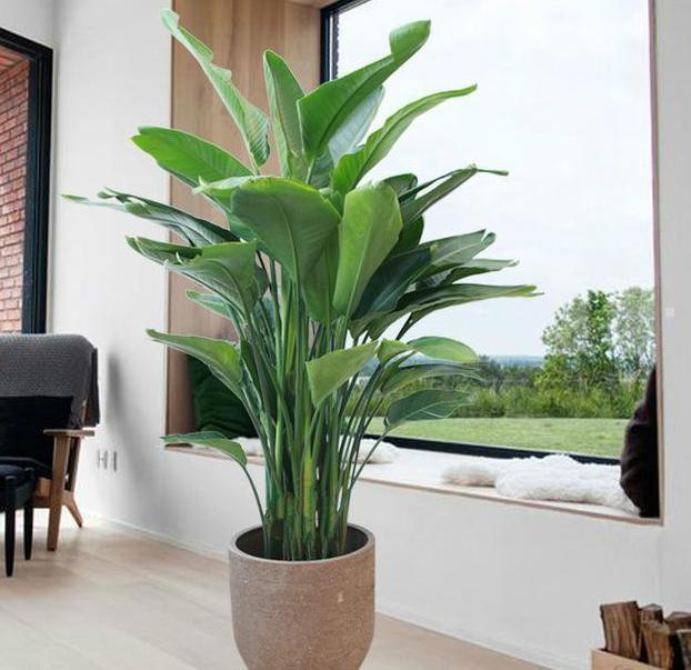 几乎没人知道家里种上这些植物,镇宅辟邪,身体越来越健康