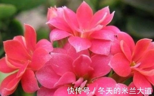 蔓生吊钟海棠|四款特色的花卉,花型独特优美,花开繁盛又迷人,枝上花苞满