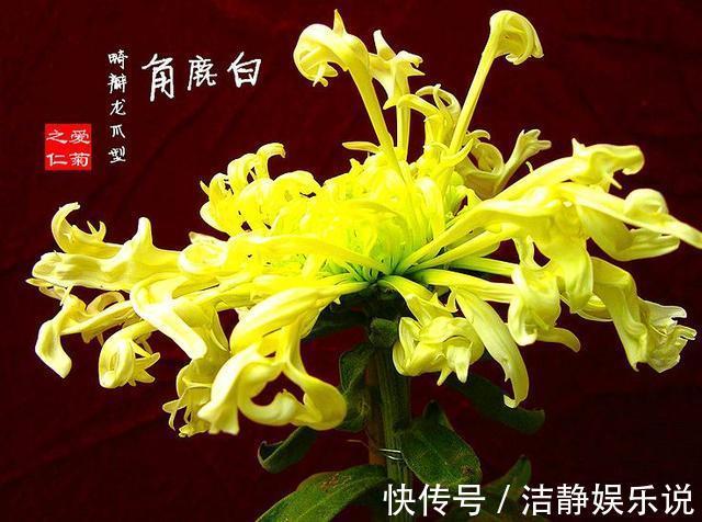 菊花|喜欢菊花,就养盆“珍稀名菊”白鹿角,是仙女舞裙,端庄典雅