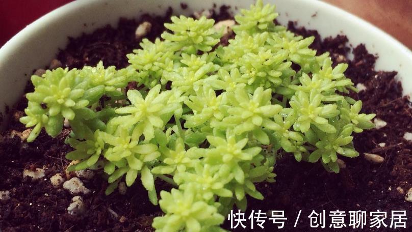 盆栽|多肉植物黄金万年草的基础盆栽要领：一般分为3点