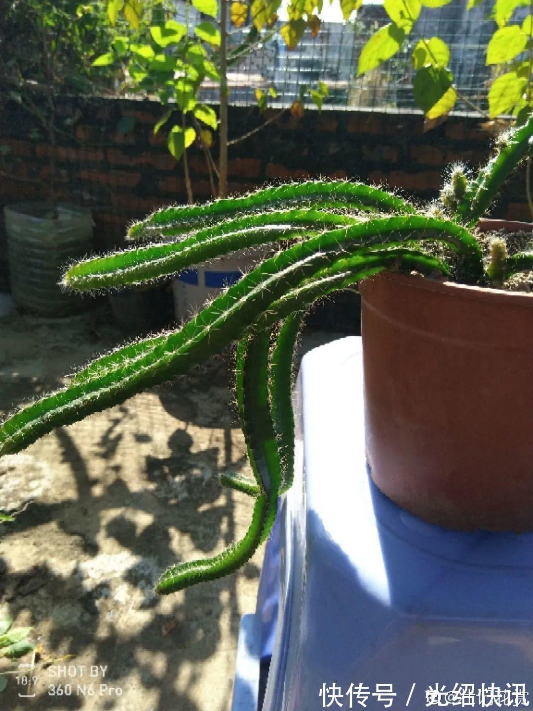 大粗杆插土里，7天生根，当年结果压弯枝，不用买水果了！