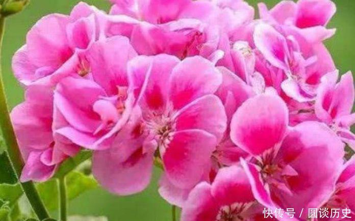  4种“好养花”，随便一养就爆盆，养家里，全年开花不断