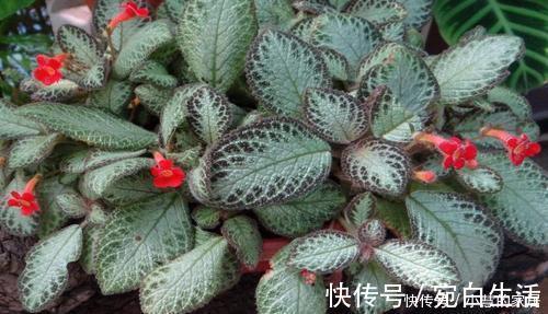 家里采光不好,不妨试着养3种花,轻轻松松开满盆,是盆栽佳品!