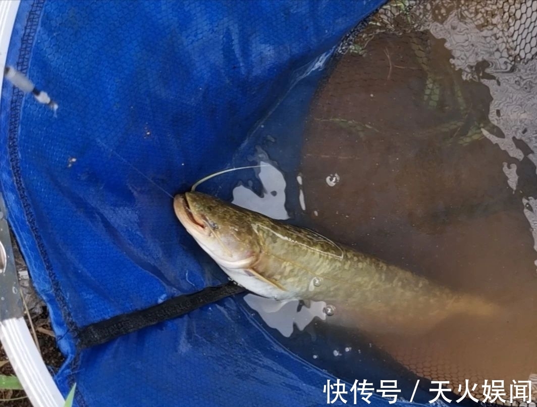 秋季钓鱼饵料中可加4种东西,夜钓效果更显著,常常有惊喜