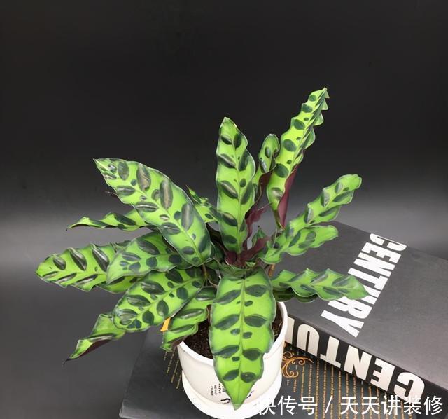 孔雀竹芋喜|孔雀竹芋、猫眼竹芋名字像、长得像,养护方法不同,不可混为一谈