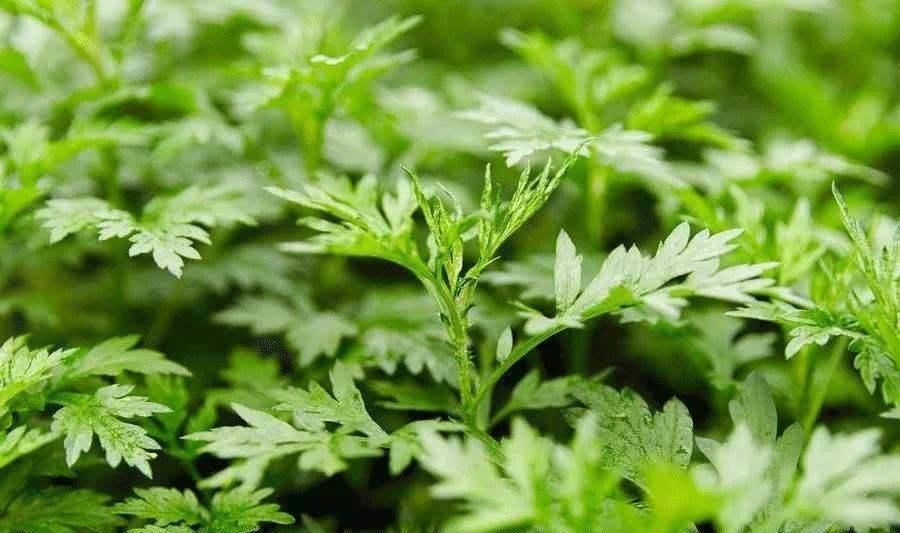 床垫用久了成螨虫窝,老人家都用这种土方法,立马把螨虫杀干净