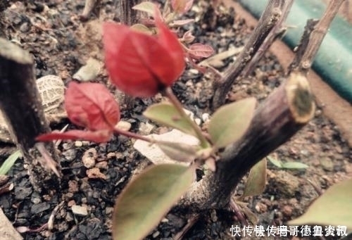 养护|此5种花“最怕冻”,冬至过后,搬入“室内”好过冬,不然剩空盆