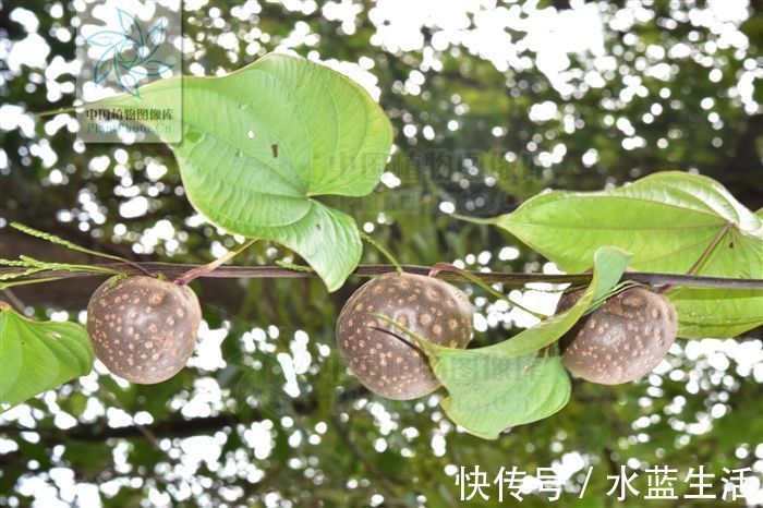 化痰散结|黄药子,见过吗解毒消肿,化痰散结用于甲状腺肿大,癌肿