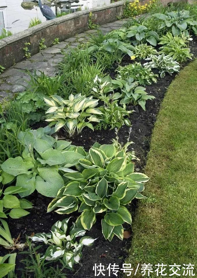 排水性|适合养树荫下的5种观赏植物，有观叶和开花两类植物可供选择