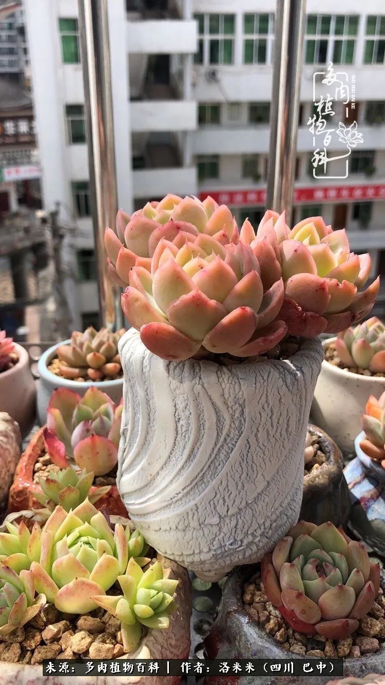 时间是多肉最好的滤镜！附个人养护经验！
