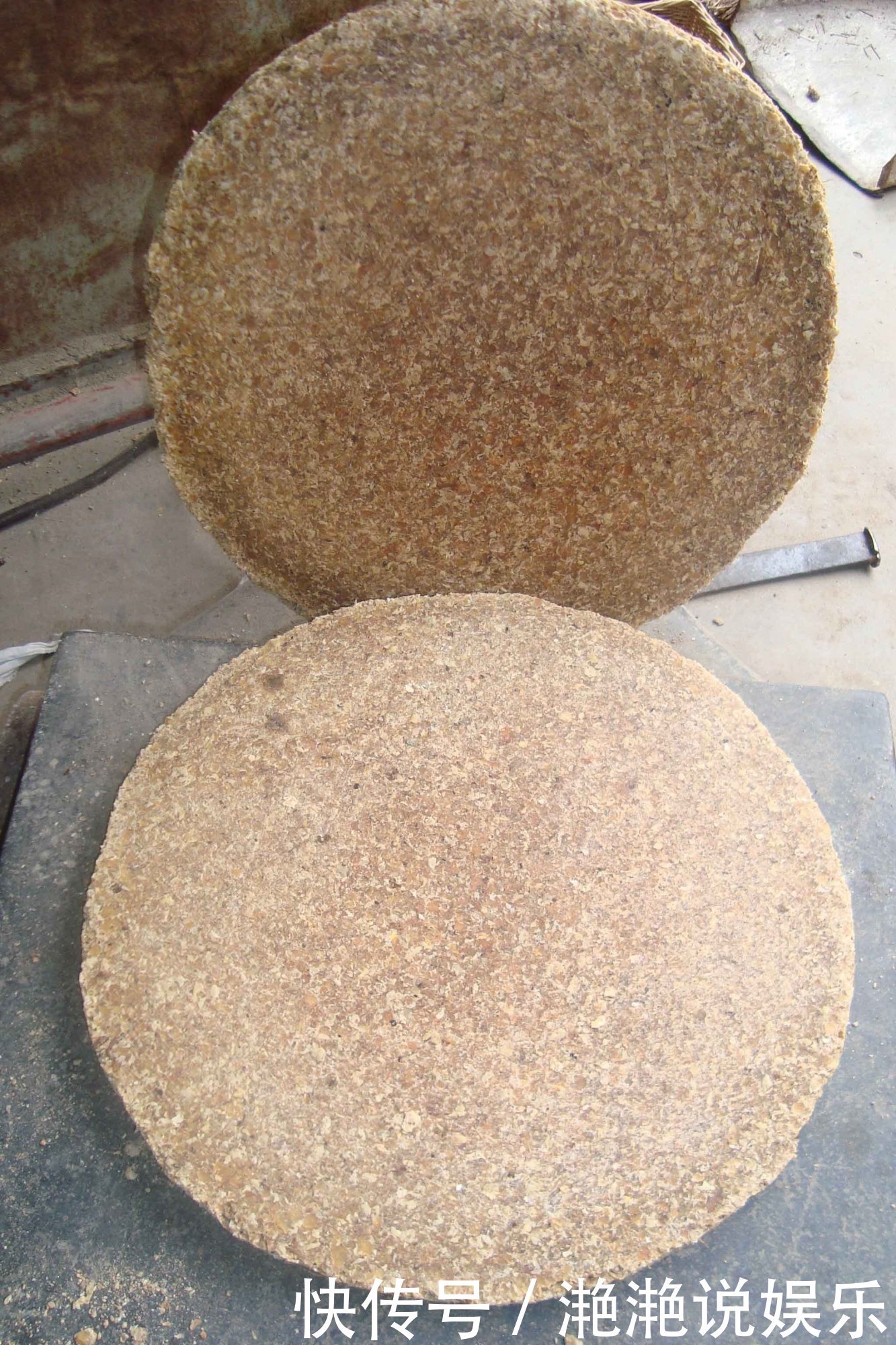 肥料|养金钱树、虎皮兰“抓重点”,每月喂点“出芽肥”,1次冒出5个芽