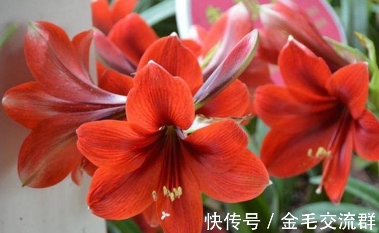 沙漠玫瑰|养花就养个花期长的,花大色艳,天气越热,开花越美