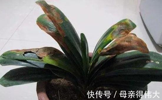 白绢病|盆栽君子兰软腐枯萎,常见3种病害,2分钟学会判断和治疗