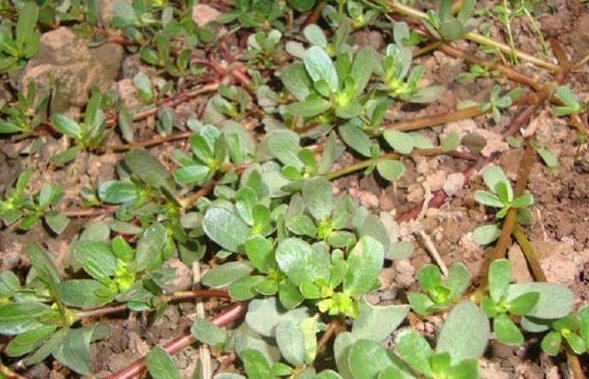 得更|客厅最适合养这种“花”,不仅能乌发,还开花100天,赶紧养1盆