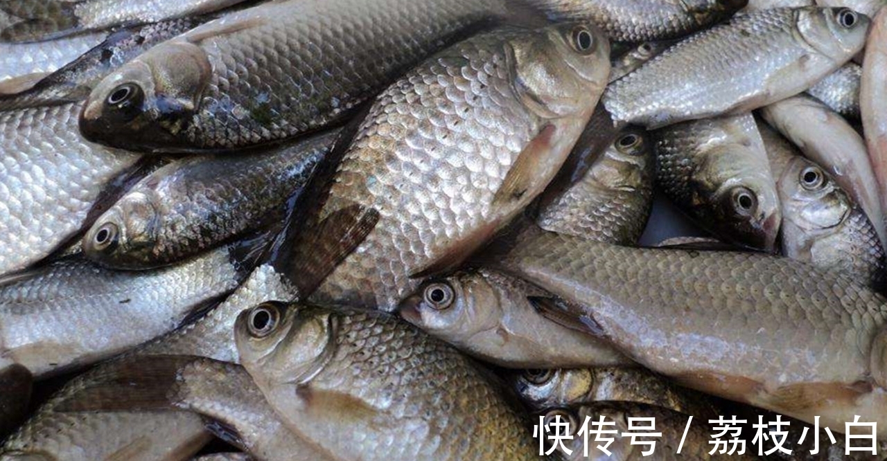秋季钓鲫鱼，为何有人空军有人爆护？其实只怪自己太懒！