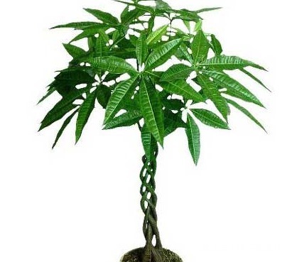 有钱人在客厅都喜欢养这三种绿植，既招财又能接好运，吸甲醛一流