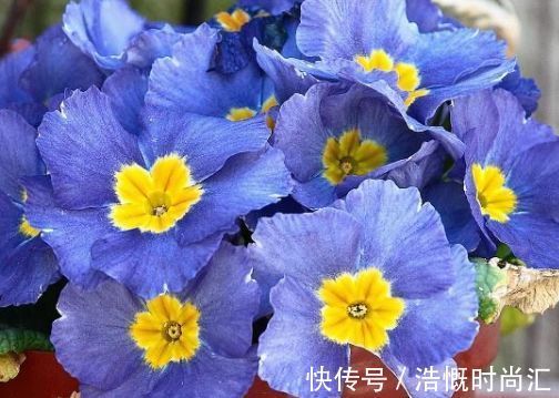 昼温|喜欢玫瑰,就养盆珍稀品种“女人香气”,丰腴婀娜,娇嫩柔和!