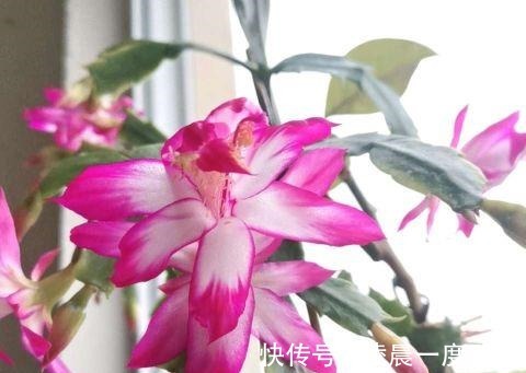 点心|夏季的蟹爪兰,养护时要“用点心”,秋冬季才能长得旺!