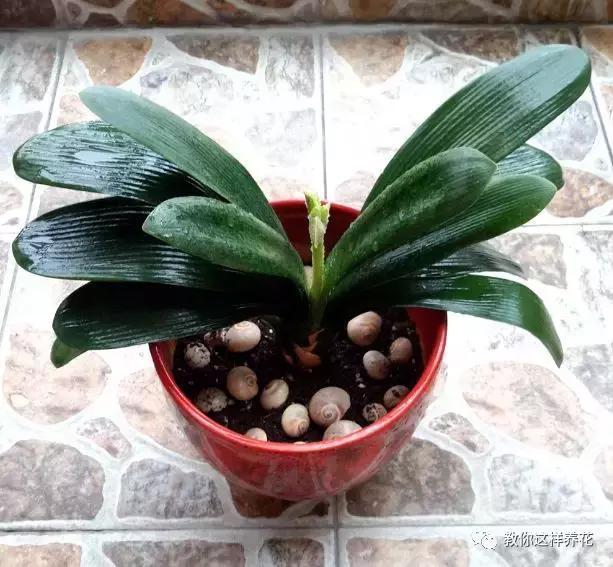 老花农的一勺油，君子兰居然叶片肥绿，爆盆开花！