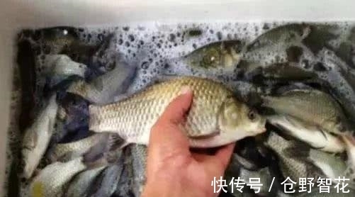 明草|偷学高手的3个冬季钓鲫鱼招数,没想到还真管用,钓鱼人士的福利
