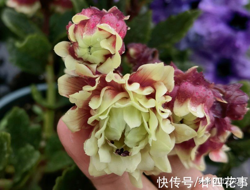 它的花像红灯笼,是年宵花“新宠”,现在养一盆,春节开花到五一