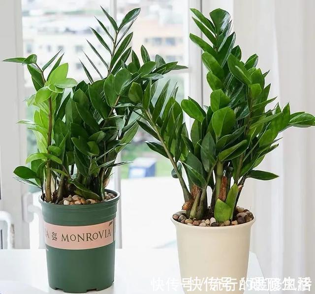 植株|冬天养金钱树,做好这5件事,叶子绿得发亮,越养越精神