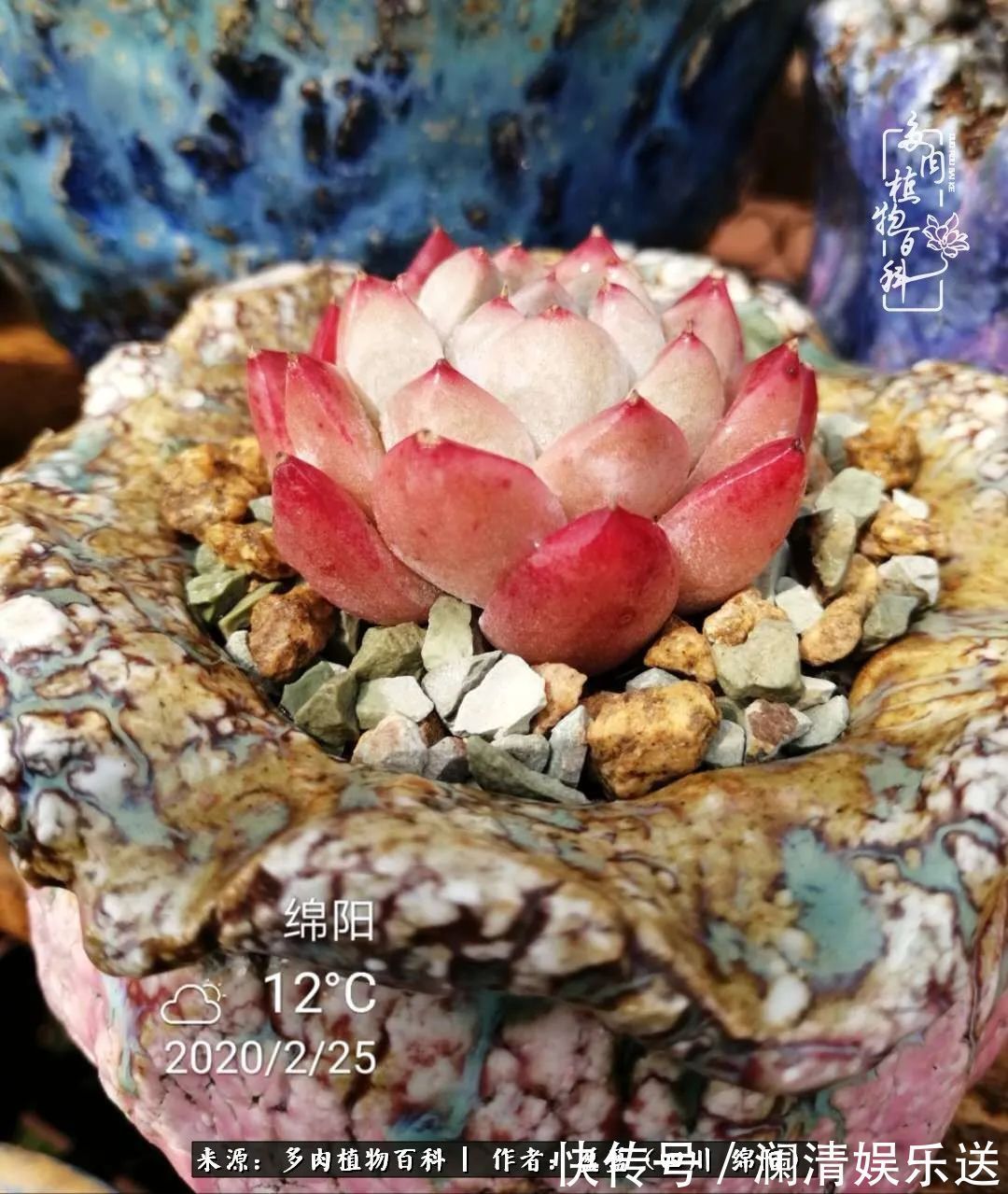 草木|一定要爱着点什么，恰是草木对光阴的柔情！