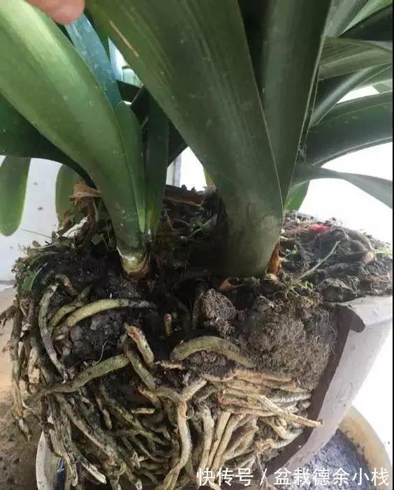 根系|君子兰花后也要做月子,不然可能再也开不了花