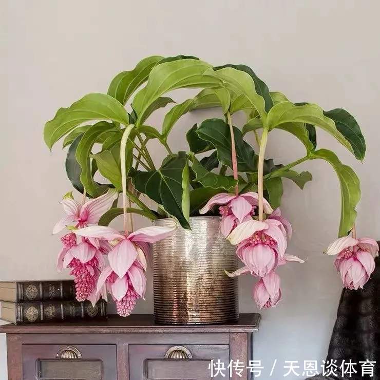 8种“昂贵花”,工薪族“舍不得”买,但是太好看,有钱要买个遍