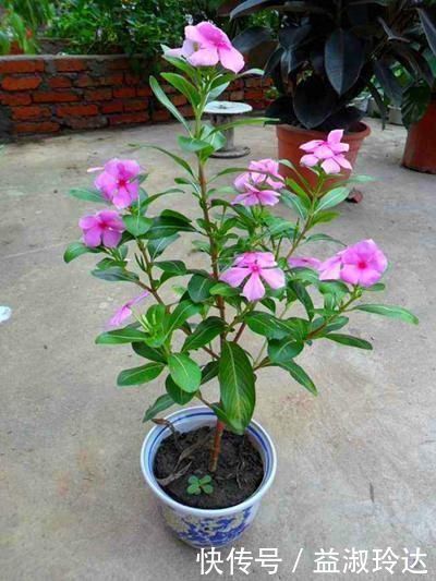 这3种花就是开花机器，一到夏天就摘心，满树花苞太美了