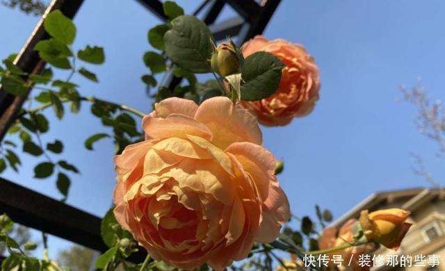 花苞|月季花上的花苞少的可怜,做好施肥三部曲,满树花苞回报你