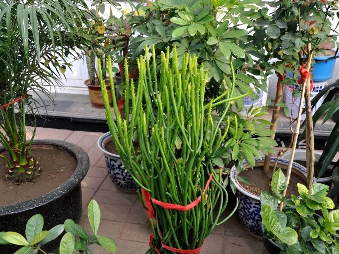 显摆一下我的家丨花开香满院,爱花人在自家庭院建小花园