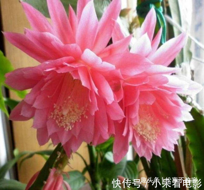 想要一个小花园，不妨在阳台种植这四款花，太阳晒晒成花海