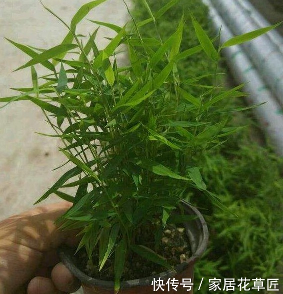 盆栽|雅致姬翠竹做景观盆栽，3个基本步骤做好了，爆盆更简单