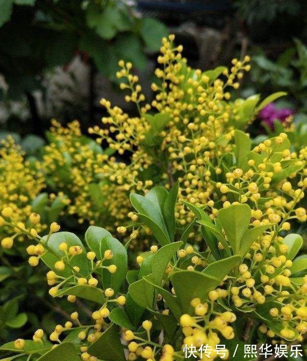 5种四季开花的植物,养一盆在家里,四季有花看