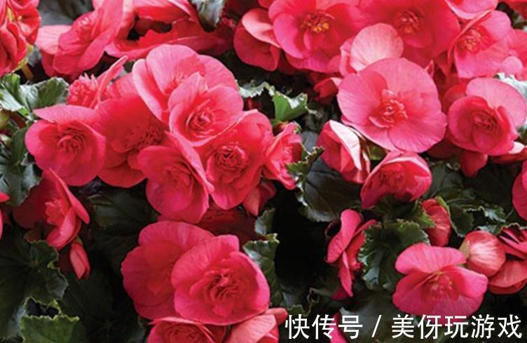 冬季艳丽大花如何爆盆,丽格海棠