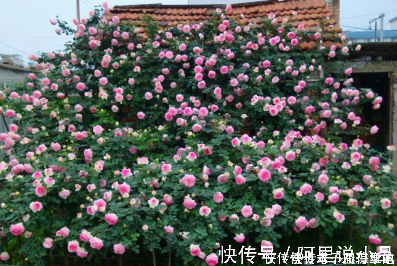 院子|为什么说院子里要有藤本月季?看过上百个小院,我羡慕了