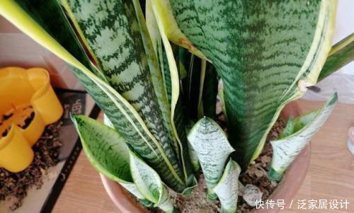 叶片|养虎皮兰有“4忌”,难怪不爆侧芽,了解掌握长势旺