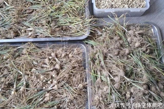 花一变这样，就是休眠了，赶紧换个地方养！花一变这样，就是休眠了，赶紧换个地方养！