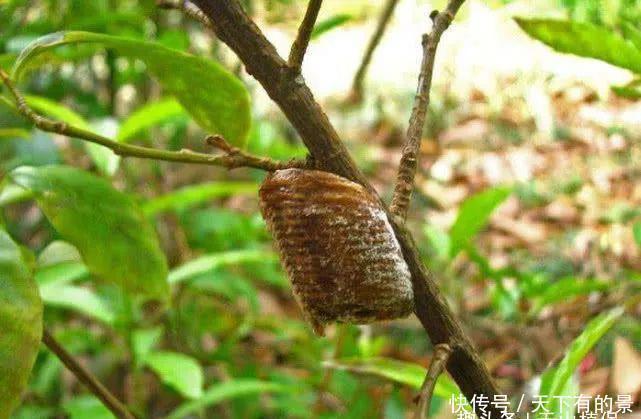 生长在桑树上的“疙瘩”农村小孩都拿来泡水喝,如今一斤120元