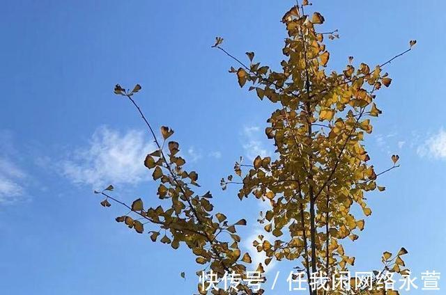 夕照#夕照红霞东飞雪(诗词七首)