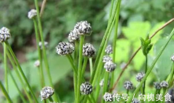 风热|这株不起眼的“小草”，却是李时珍口中的良药，明目效果胜菊花