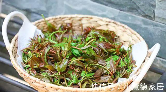 香椿炒鸡蛋|香椿焯水引争议,到底需不需要焯水呢?大厨来告诉你,可别做错了