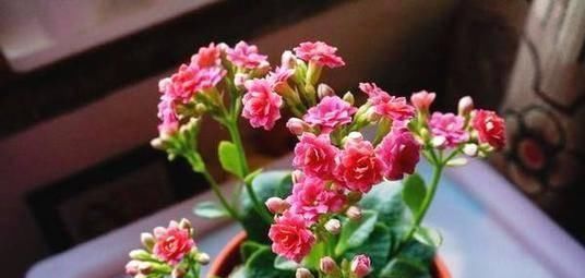 逛花市时,这4种“花”尽量不要买,因为在家里根本养不活