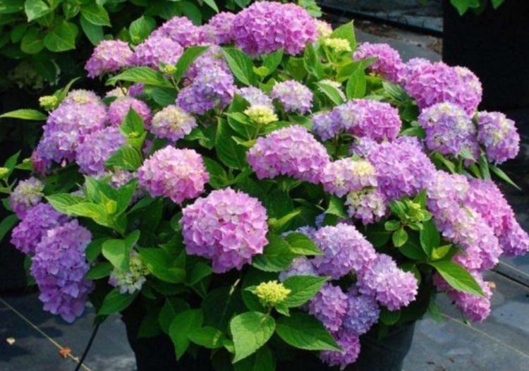 养花就养这种花,旺财又养人,吉祥富贵,红红火火好运来!