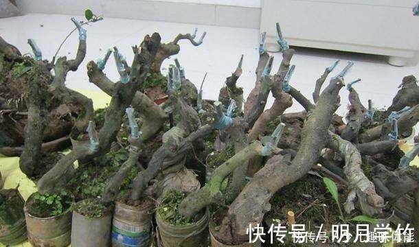 黄杨|3种“盆景树”,比一般盆栽贵,但个个大气端庄,适合客厅养!