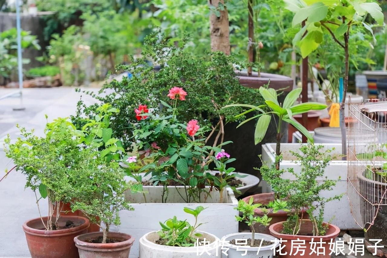 室内养殖月季花，需要达到这些条件，还要满足4个方面的要求