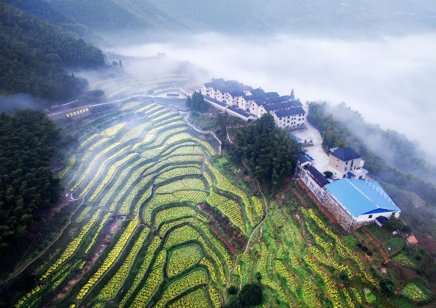 指示牌|赏菊不必远行，莲都皇菊已开好！攻略奉上~约吗？