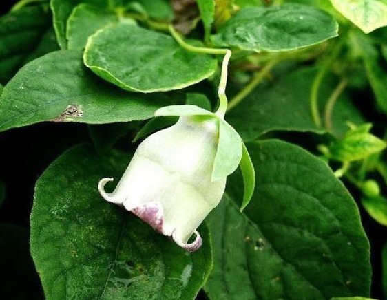 气血不足|一味中药材调理气血不足,而且能从病根的脾胃调理,还补肺气